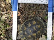 Черепаха-средиземноморская_Геленджик